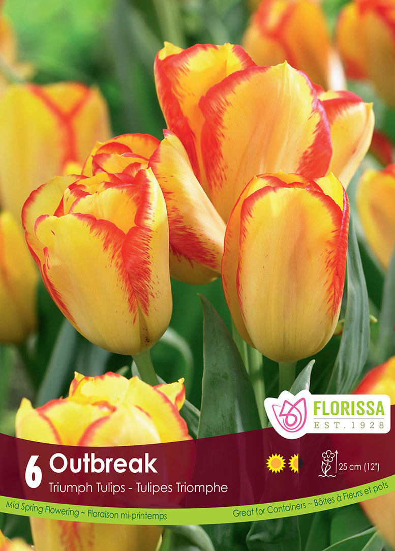 TULIP OUTBREAK TRIUMPH