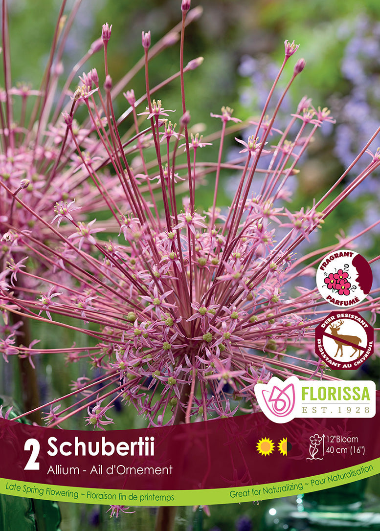 ALLIUM SCHUBERTII