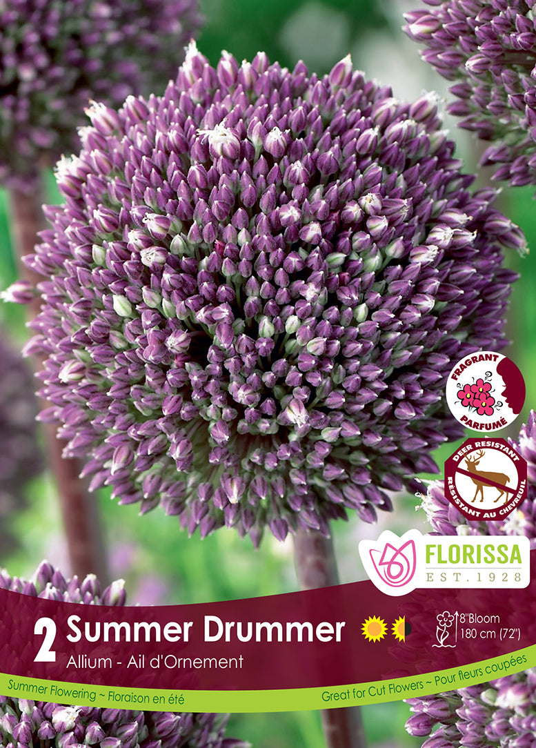 ALLIUM SUMMER DRUMMER