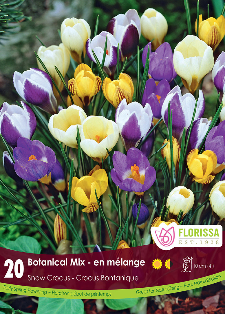 SNOW CROCUS BOTANICAL MIX