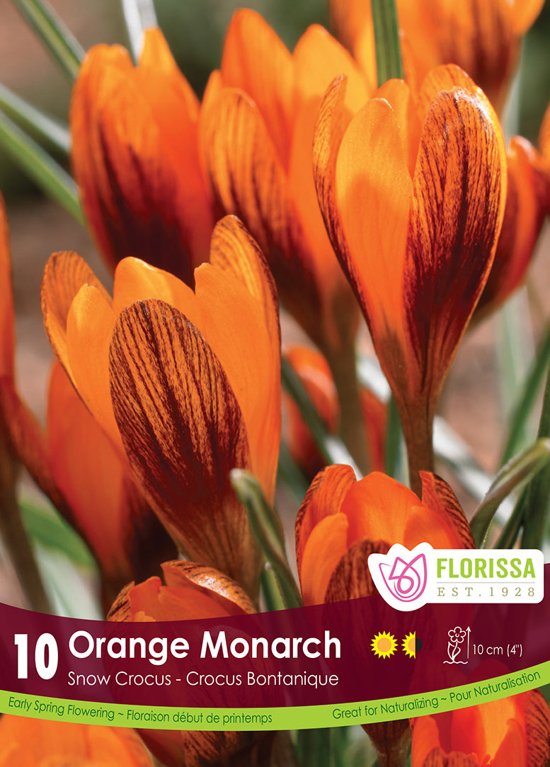 SNOW CROCUS ORANGE MONARCH