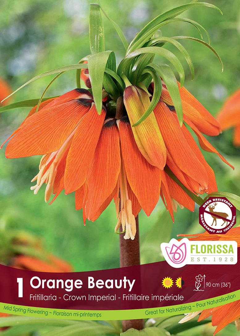 FRITILLARIA ORANGE BEAUTY