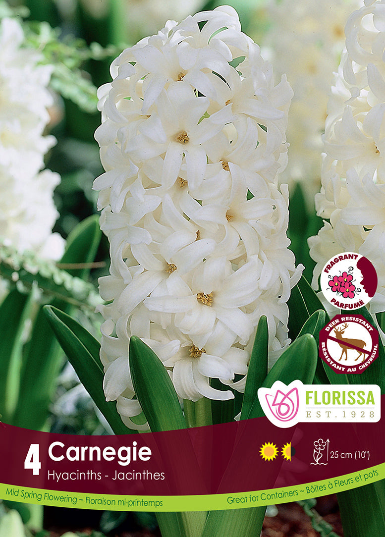 HYACINTH CARNEGIE
