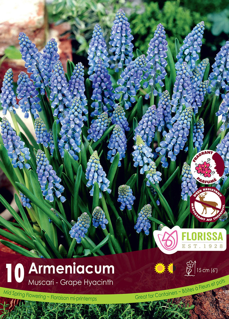 MUSCARI ARMENIACUM