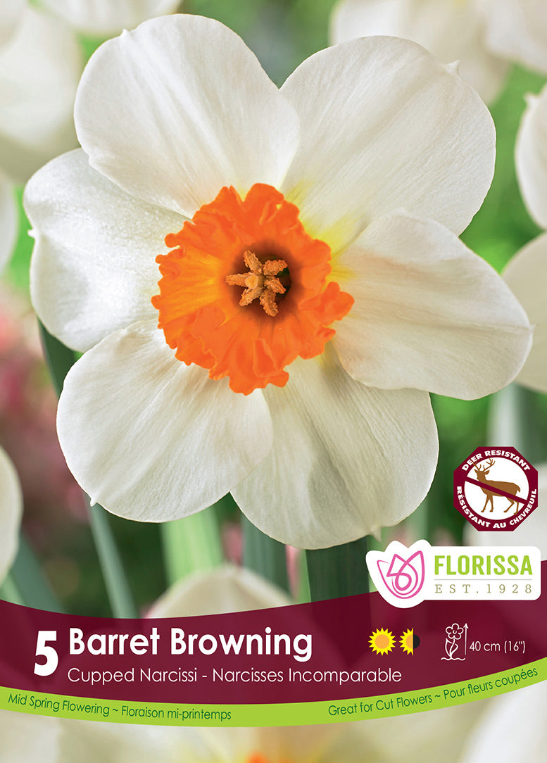 NARCISSUS BARRETT BROWNING