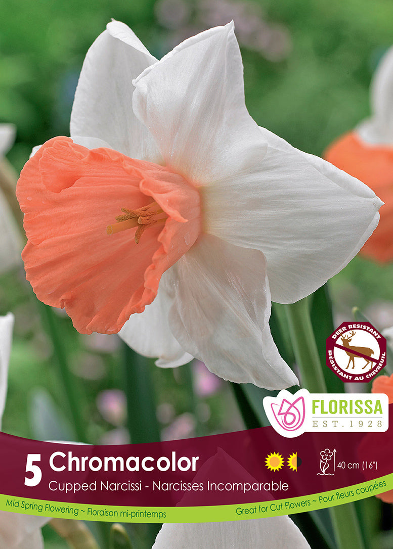 NARCISSUS CHROMACOLOR LARGE CU