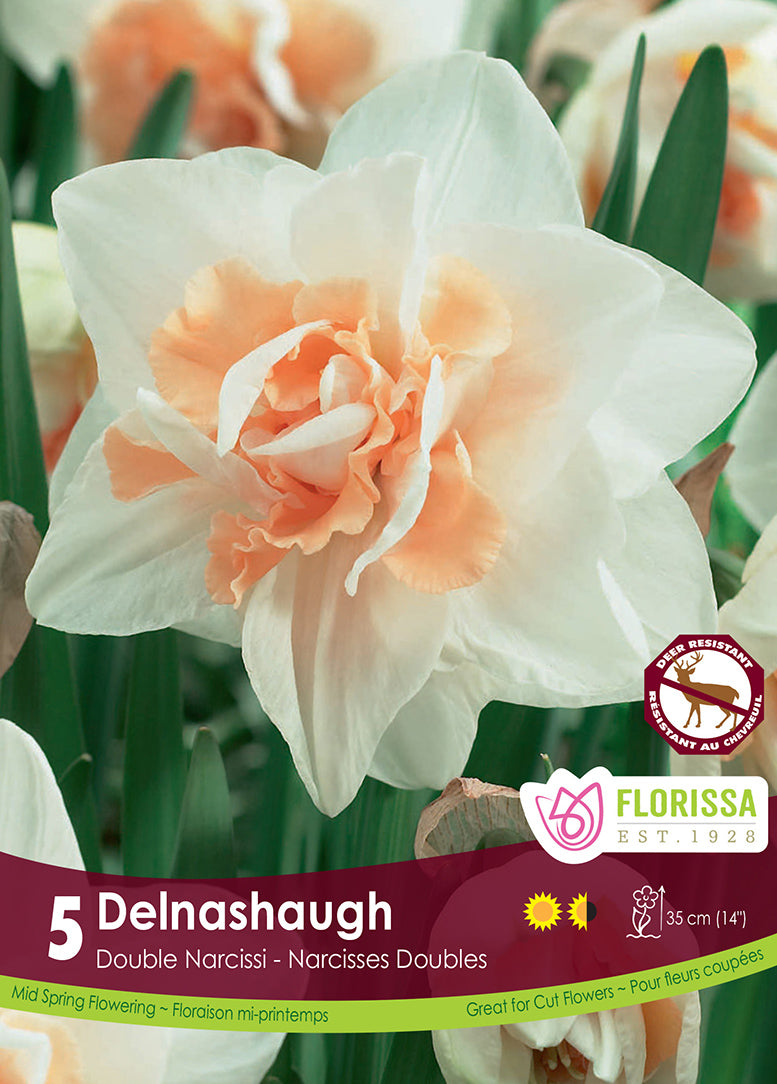 NARCISSUS DELNASHAUGH DOUBLE