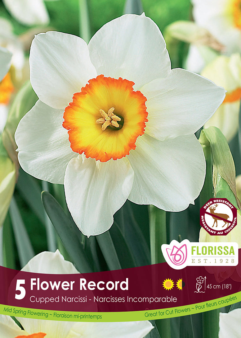 ENREGISTREMENT DE FLEURS DE NARCISSE