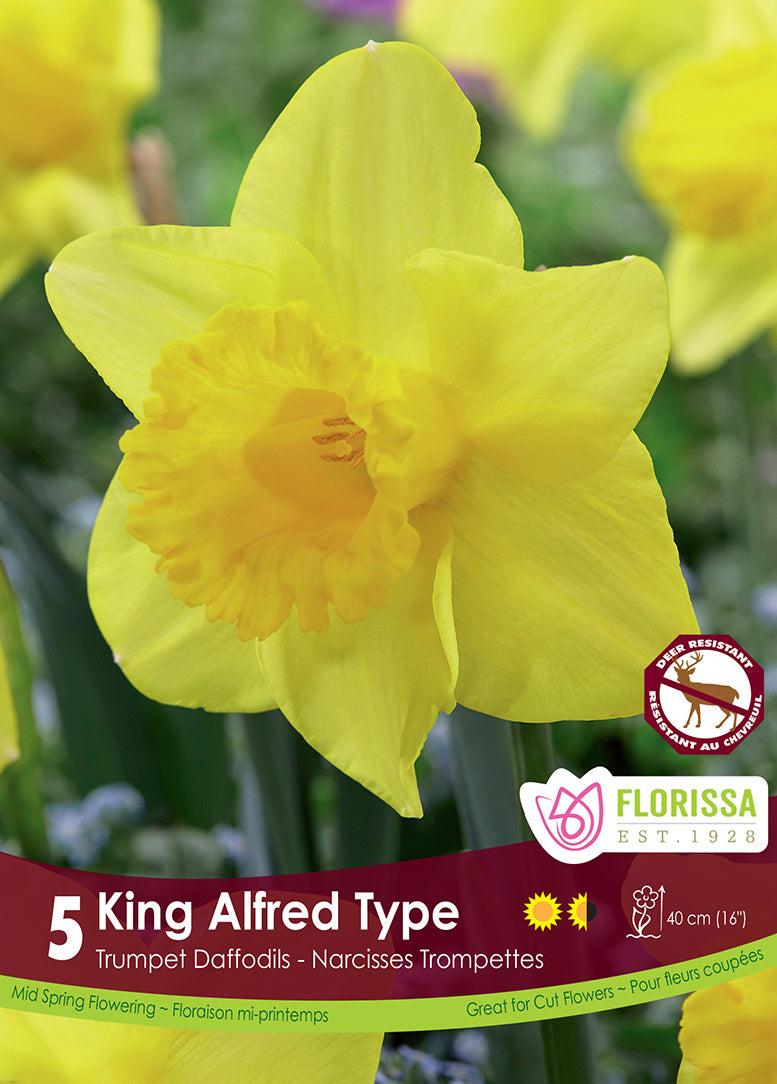 NARCISSUS KING ALFRED TYPE