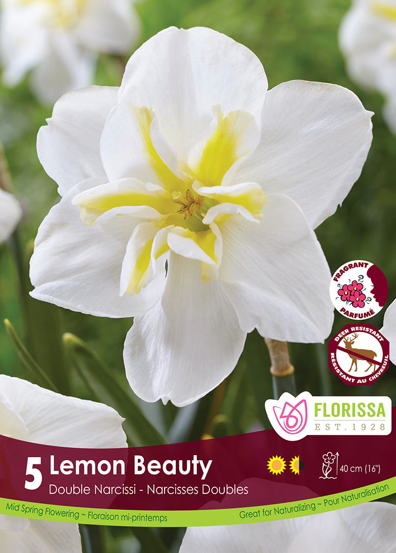 NARCISSUS LEMON BEAUTY SPLIT C