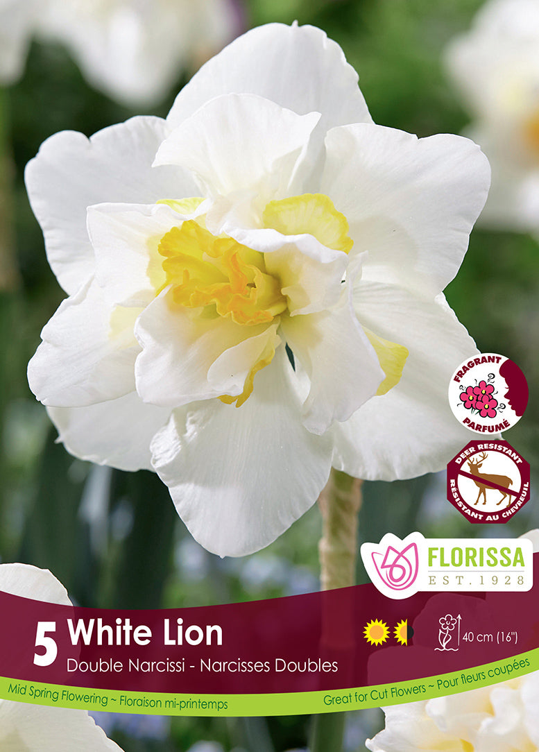 NARCISSUS WHITE LION DOUBLE
