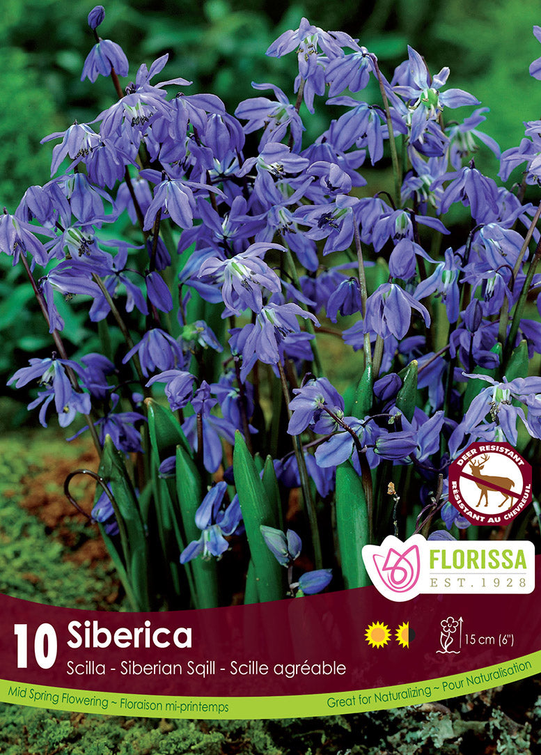 SCILLA SIBERICA