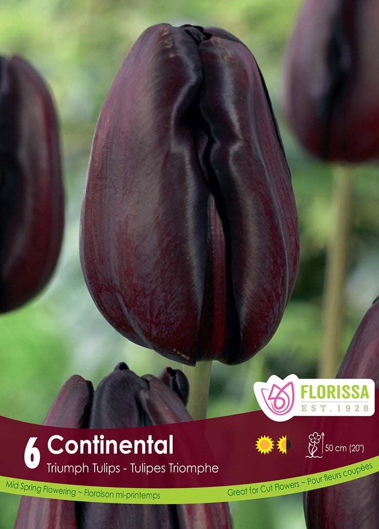 TULIP CONTINENTAL TRIUMPH
