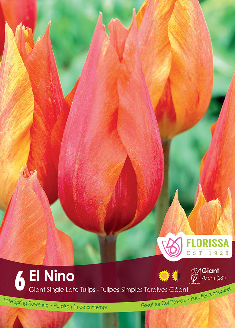 TULIP EL NINO SINGLE LATE