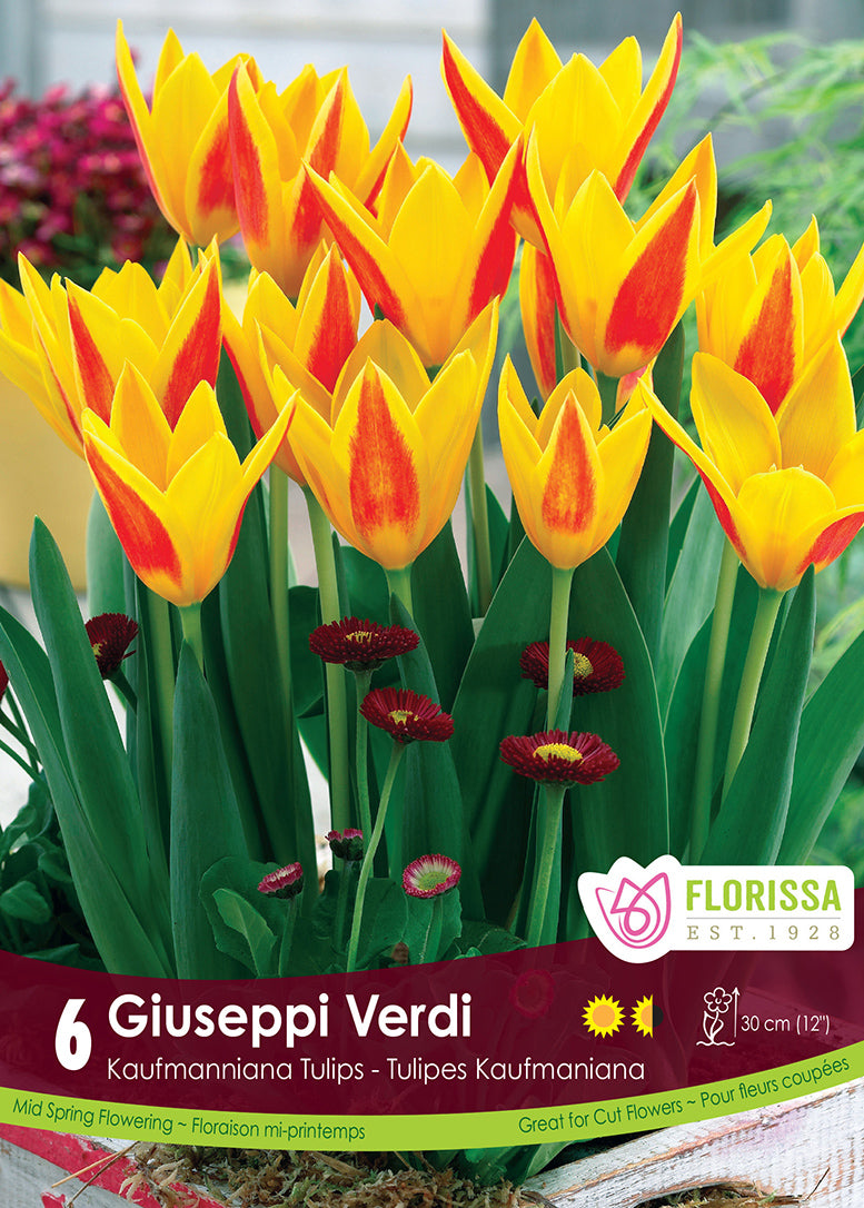 TULIP GIUSEPPI VERDI KAUFMANNI