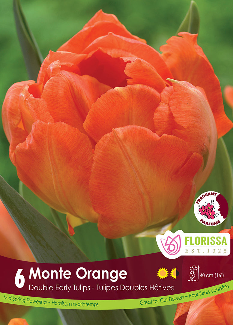 TULIP MONTE ORANGE DOUBLE EARL