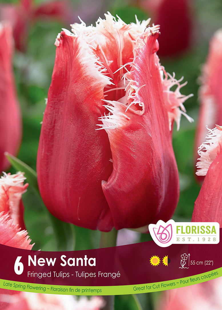 TULIP NEW SANTA
