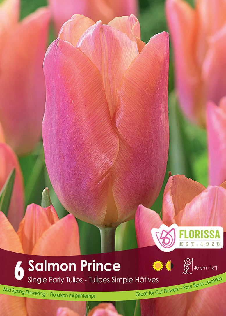 TULIPE SAUMON PRINCE OREILLE SIMPLE