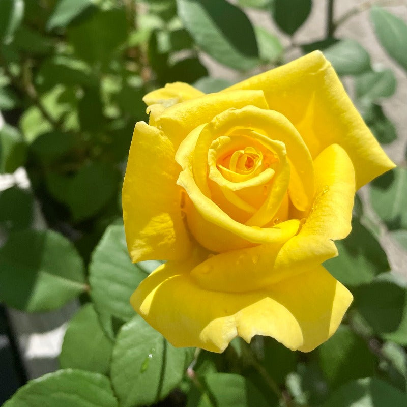 ROSE HYBRID TEA LIONS INTERNATIONAL