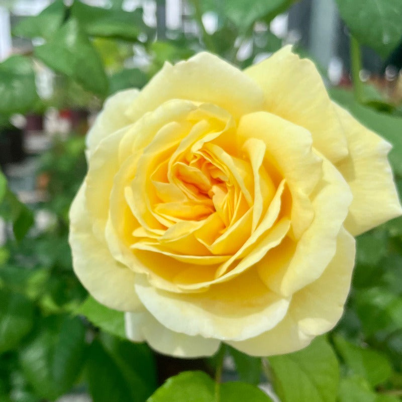 ROSE HYBRID TEA MOONLIGHT ROMANTICA