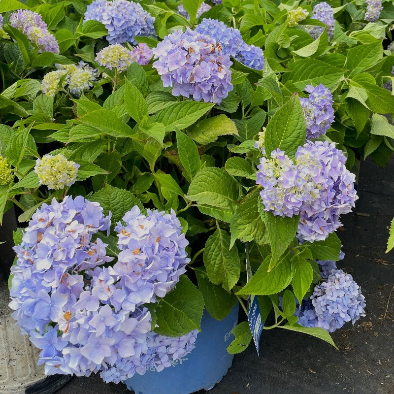 HYDRANGEA ENDLESS SUMMER