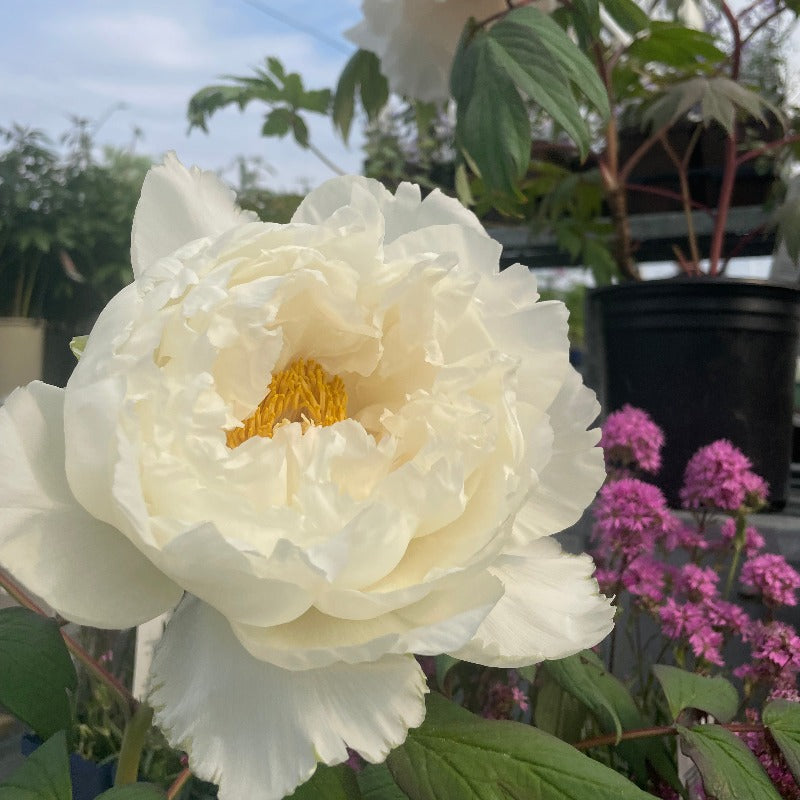 PAEONIA SUFFRUTICOSA WHITE
