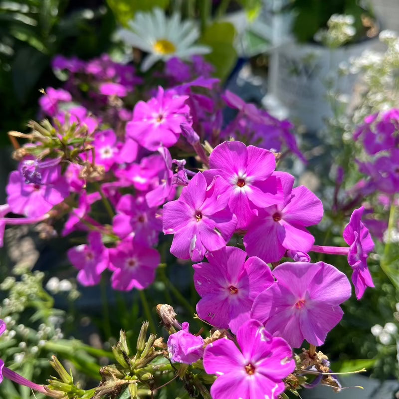 PHLOX OPENING ACT ROMANCE