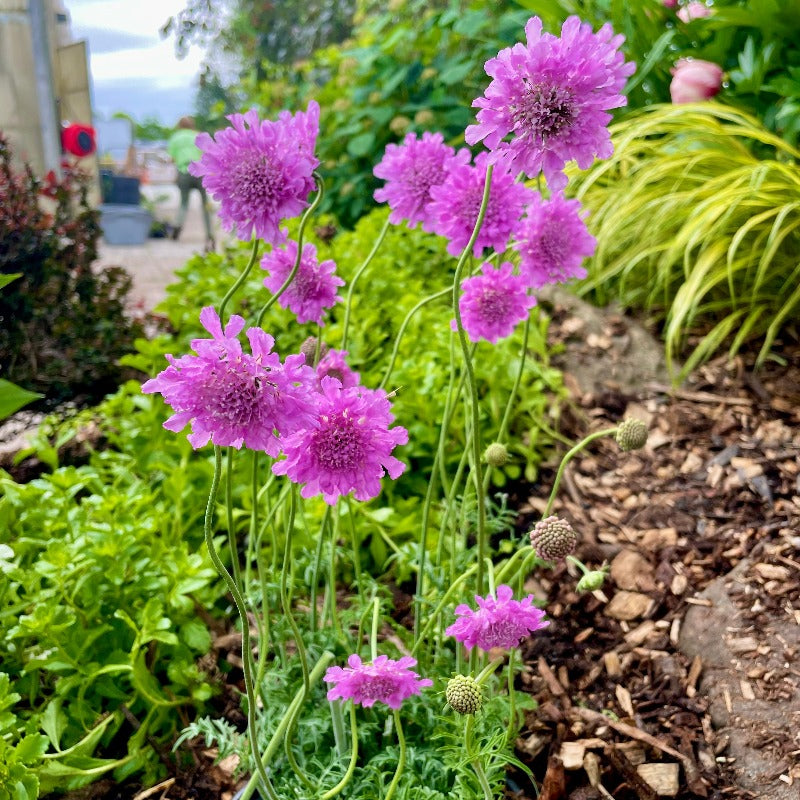 SCABIOSA FLUTTER ROSE PINK