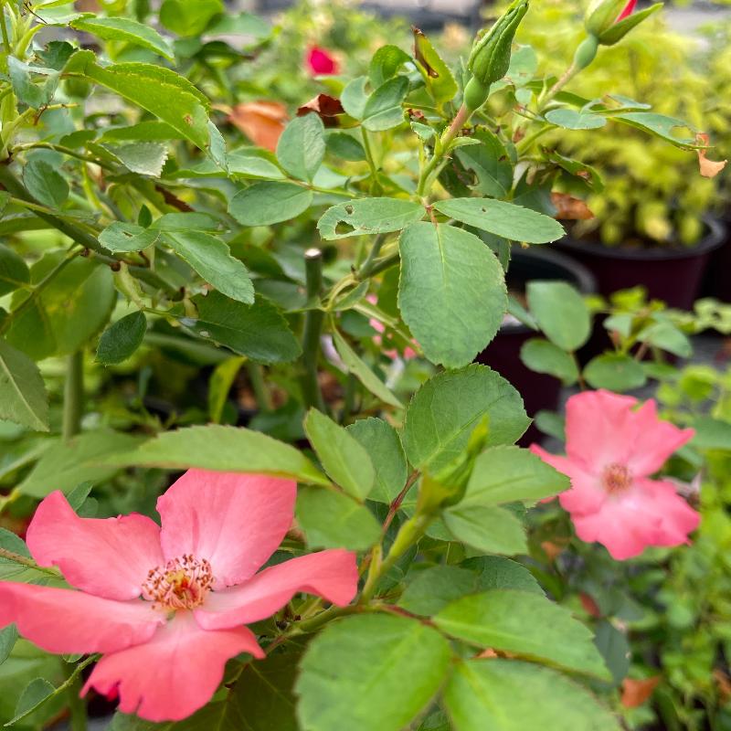 ROSE FLOWER CARPET CORAL