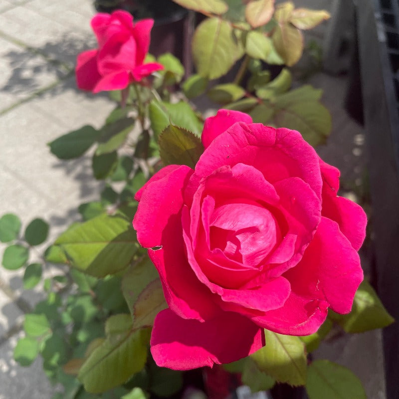 ROSE SHRUB WINNIPEG PARKS