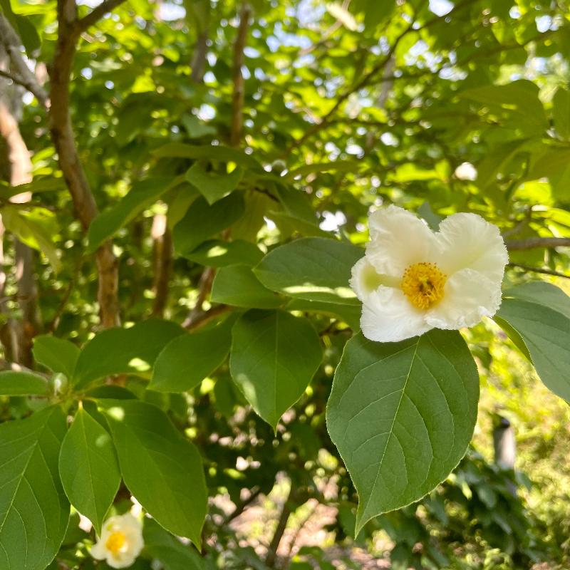 JAPANESE STEWARTIA