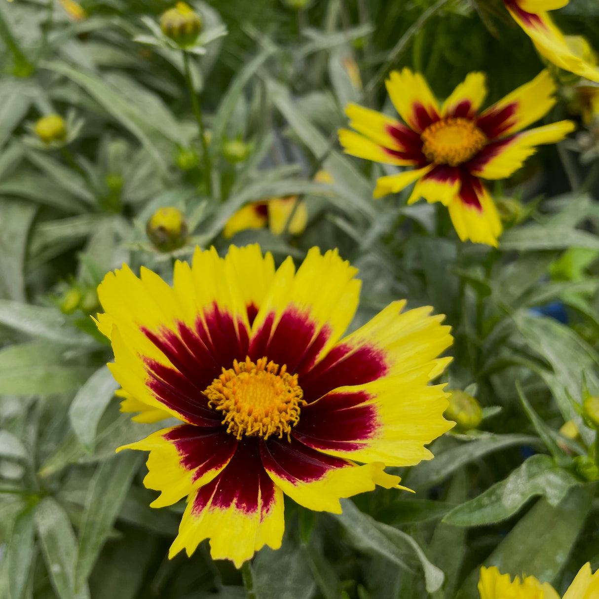 COREOPSIS SUPER STAR