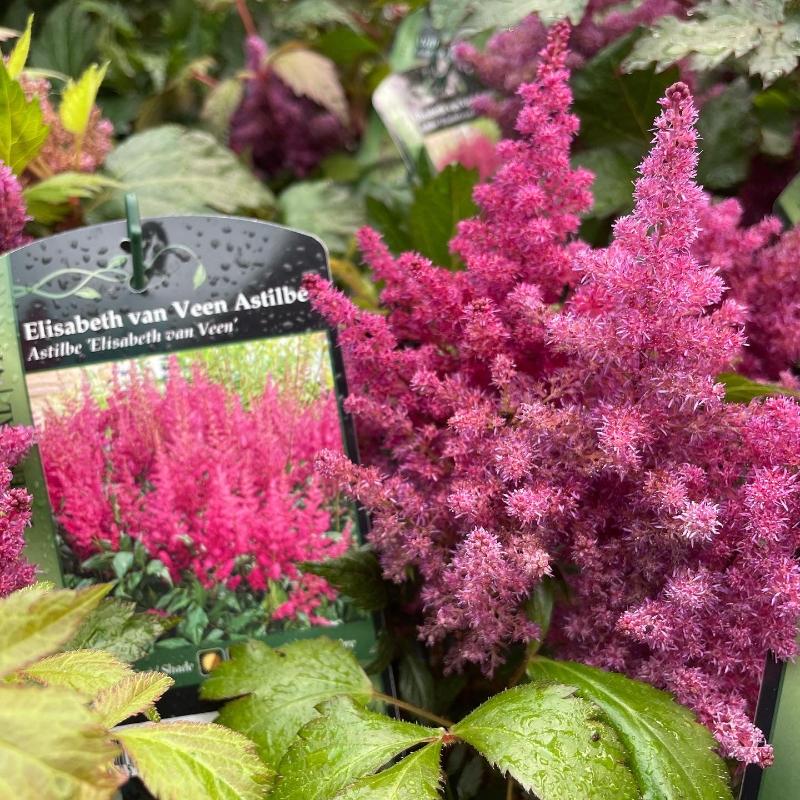 ASTILBE ELISABETH VAN VEEN