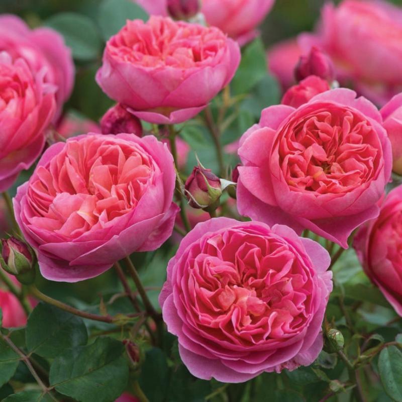 ROSE AUSTIN BOSCOBEL