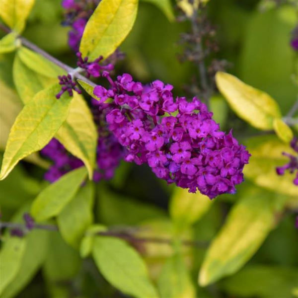 BUDDLEIA HUMDINGER GOLD DROP Knippel Garden Centre