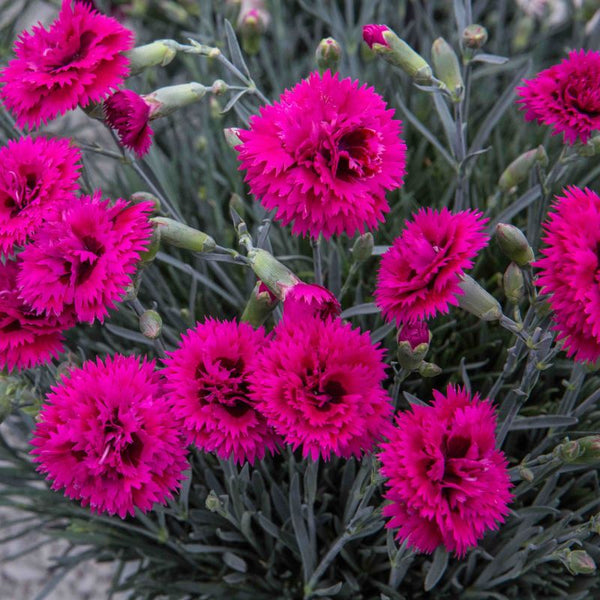 DIANTHUS STAR DOUBLE STARLETTE