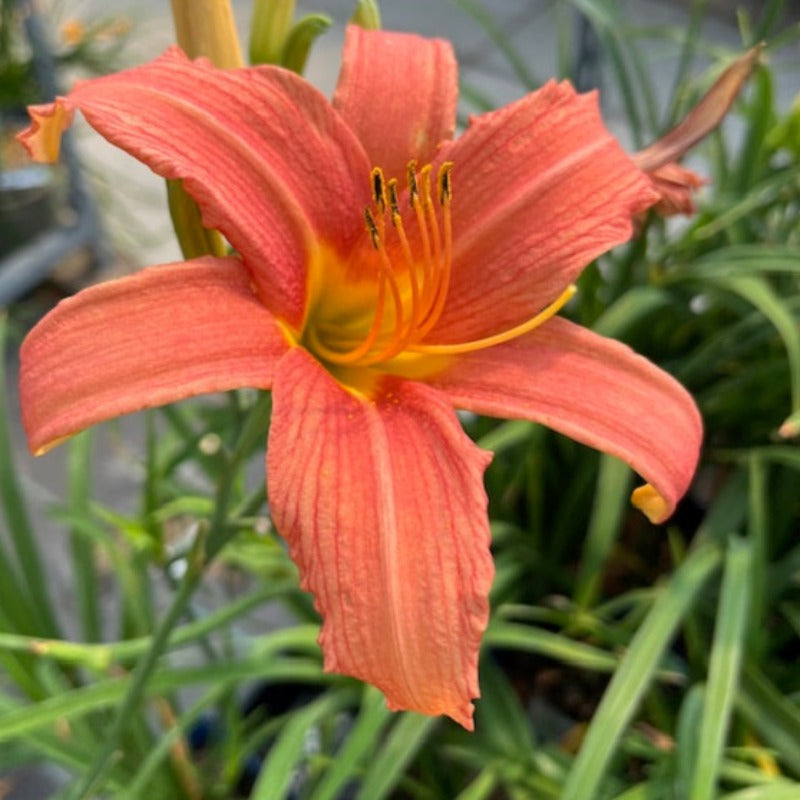 HEMEROCALLIS PINK DAMASK