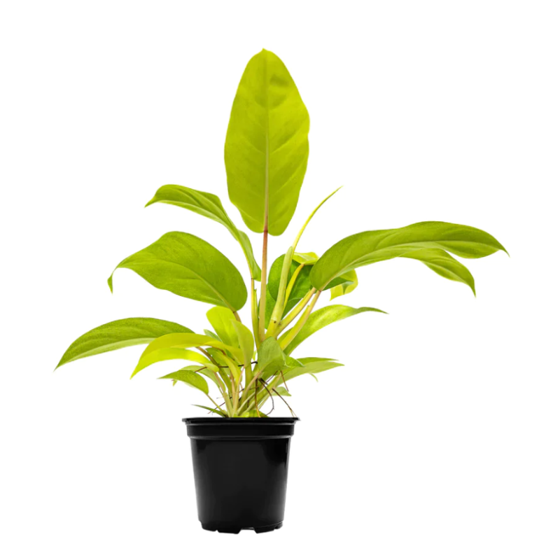 PHILODENDRON LEMON LIME