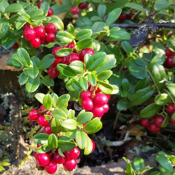 LINGONBERRY RED CANDY