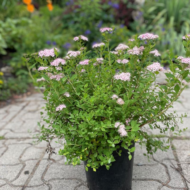 SPIREA LITTLE PRINCESS