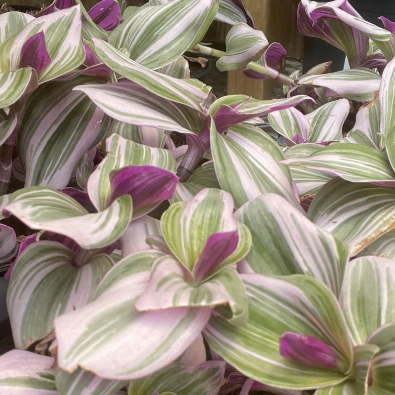 TRADESCANTIA NANOUK