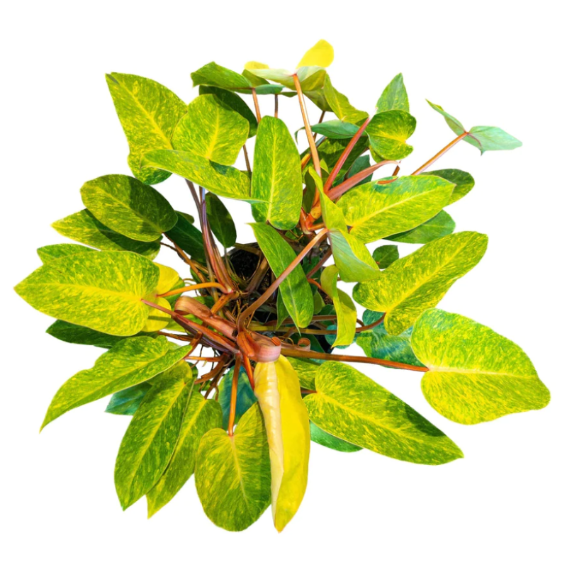 PHILODENDRON PAINTED LADY