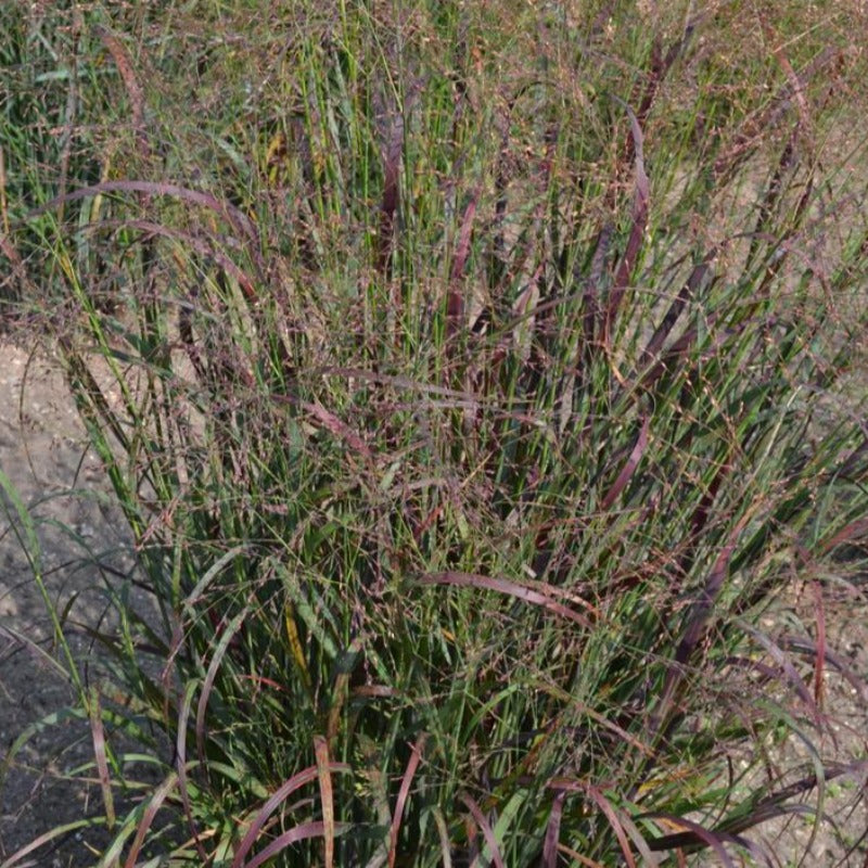 PANICUM RED FLAME