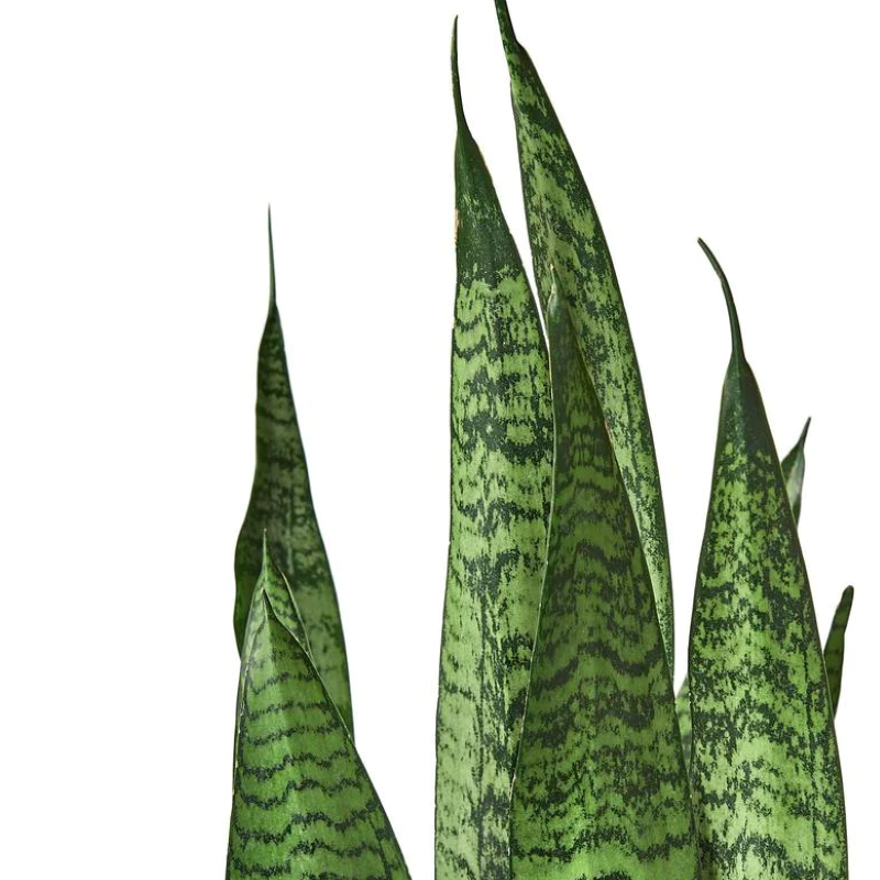 SANSEVIERIA ZEYLANICA