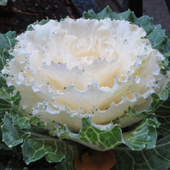 Cabbage Decorative - White