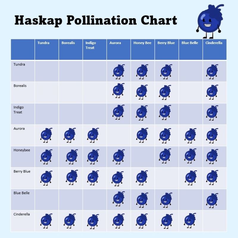 HASKAP BERRY BLUE