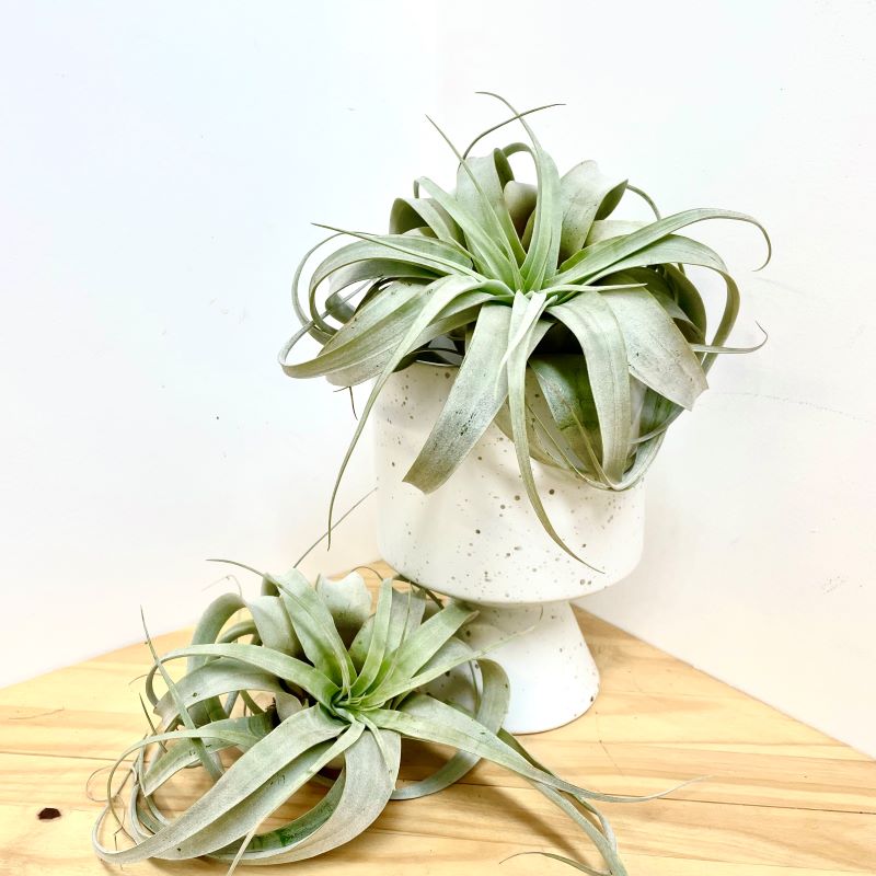 XEROGRAPHICA