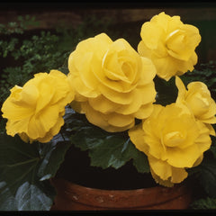 Begonia Tuberosa Yellow