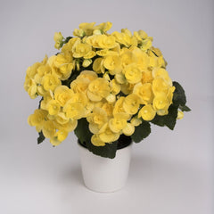 Begonia Reiger - Yellow