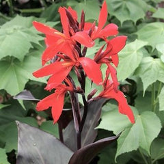 Canna - Red
